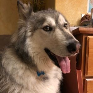 Meet your Posher, Shirley